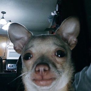 Meet your Posher, Chasidy